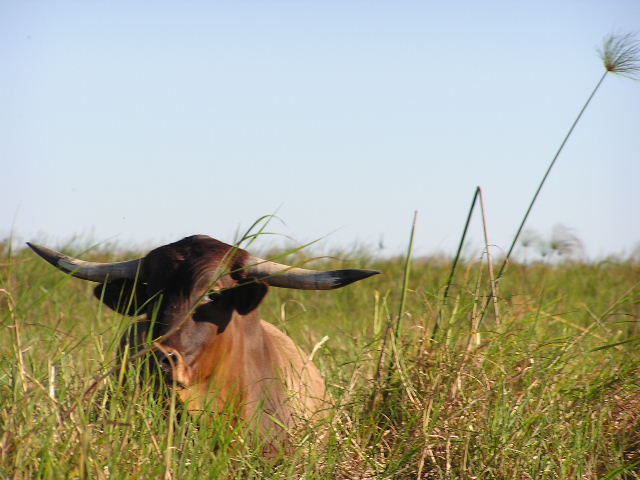 Buffalo in the delta