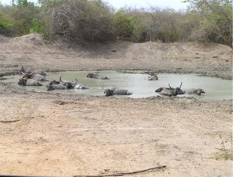 Waterbuffaloherd yala