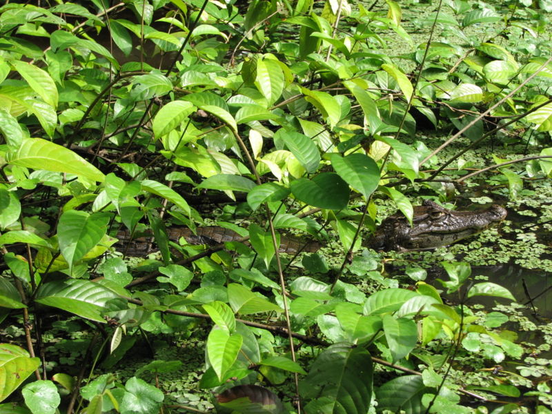 800px Caiman crocodilus Costa Rica 1