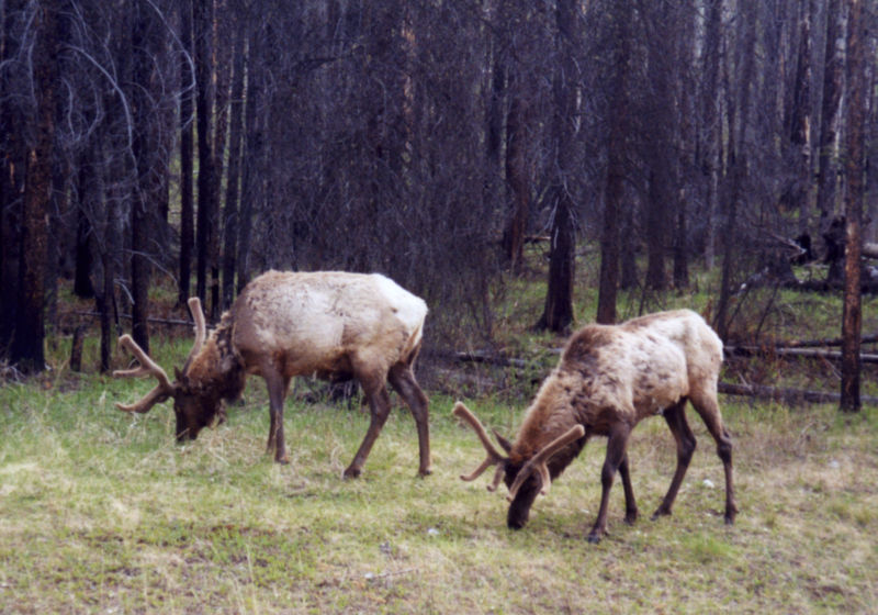 800px Two elk banff