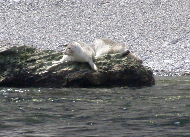 Phoca vitulina 1