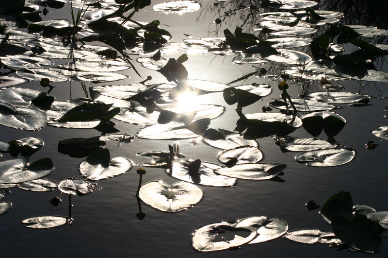 800px Lotus Reflects the Sun