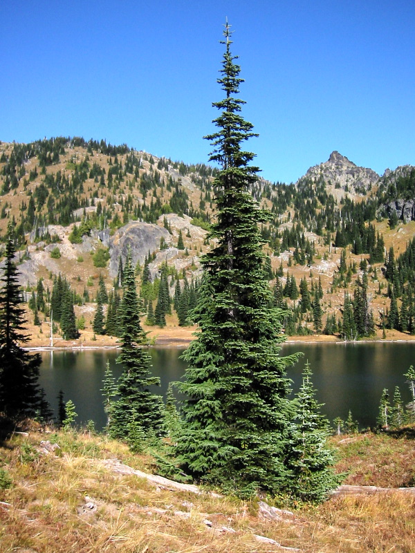 SubalpineFir 7458