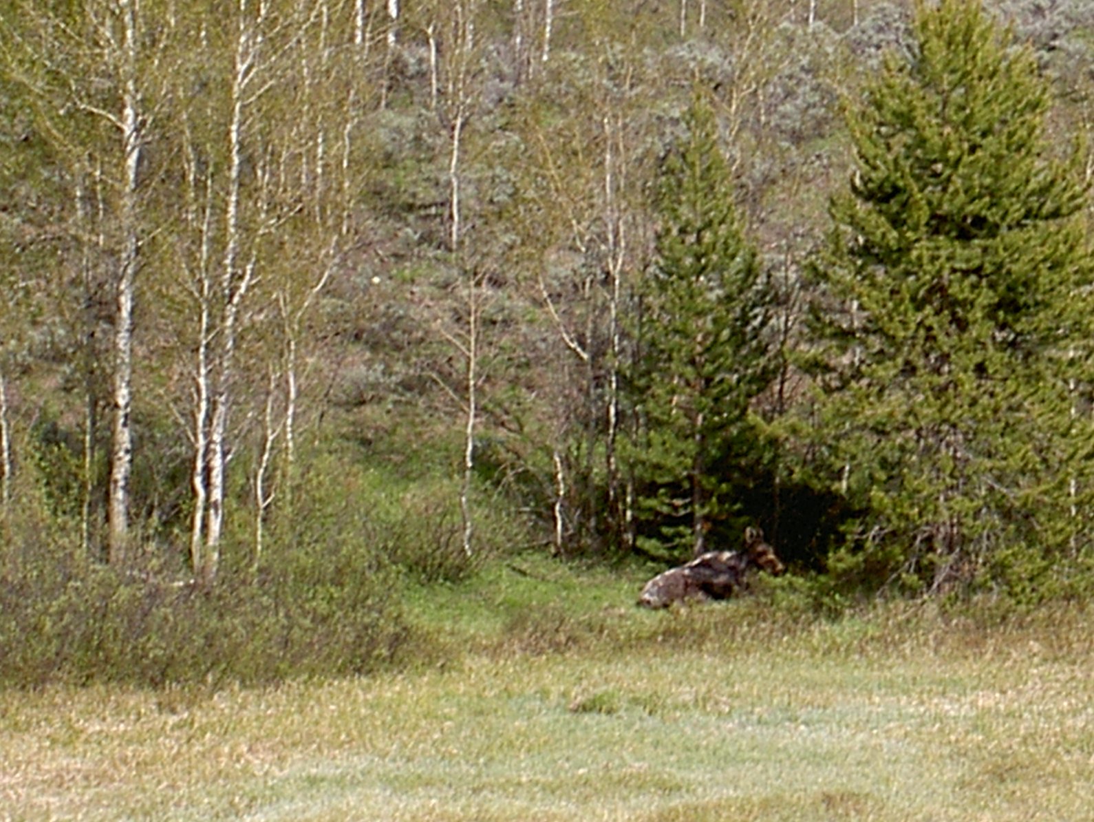 DH000403
