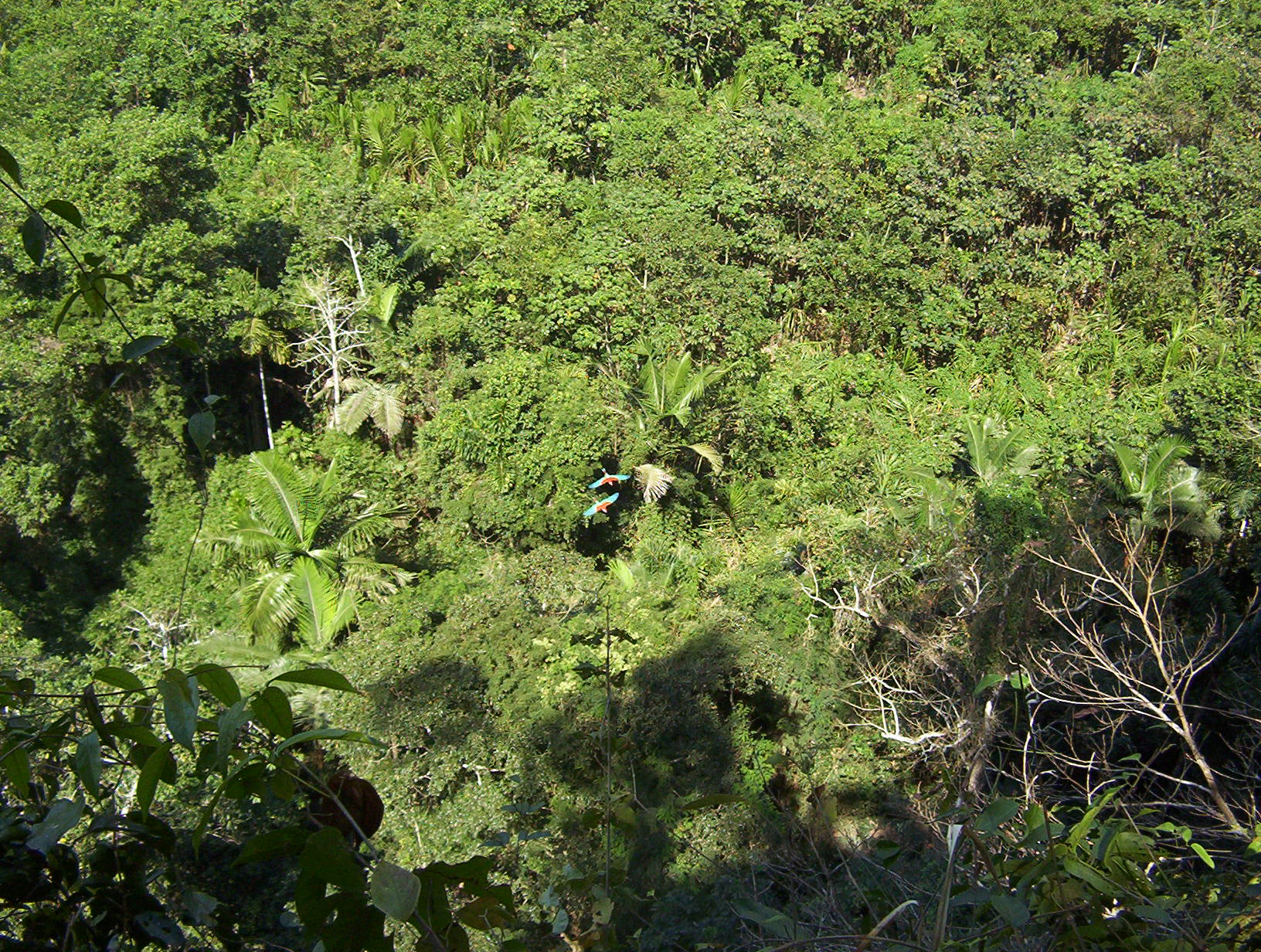 Madidi National Park 2006 25 7