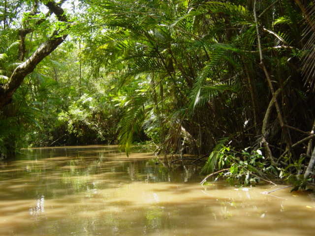 Amazon Rainforest
