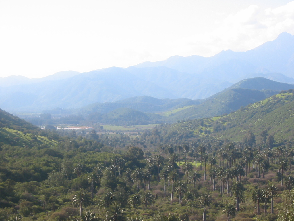 PalmardeOcoa
