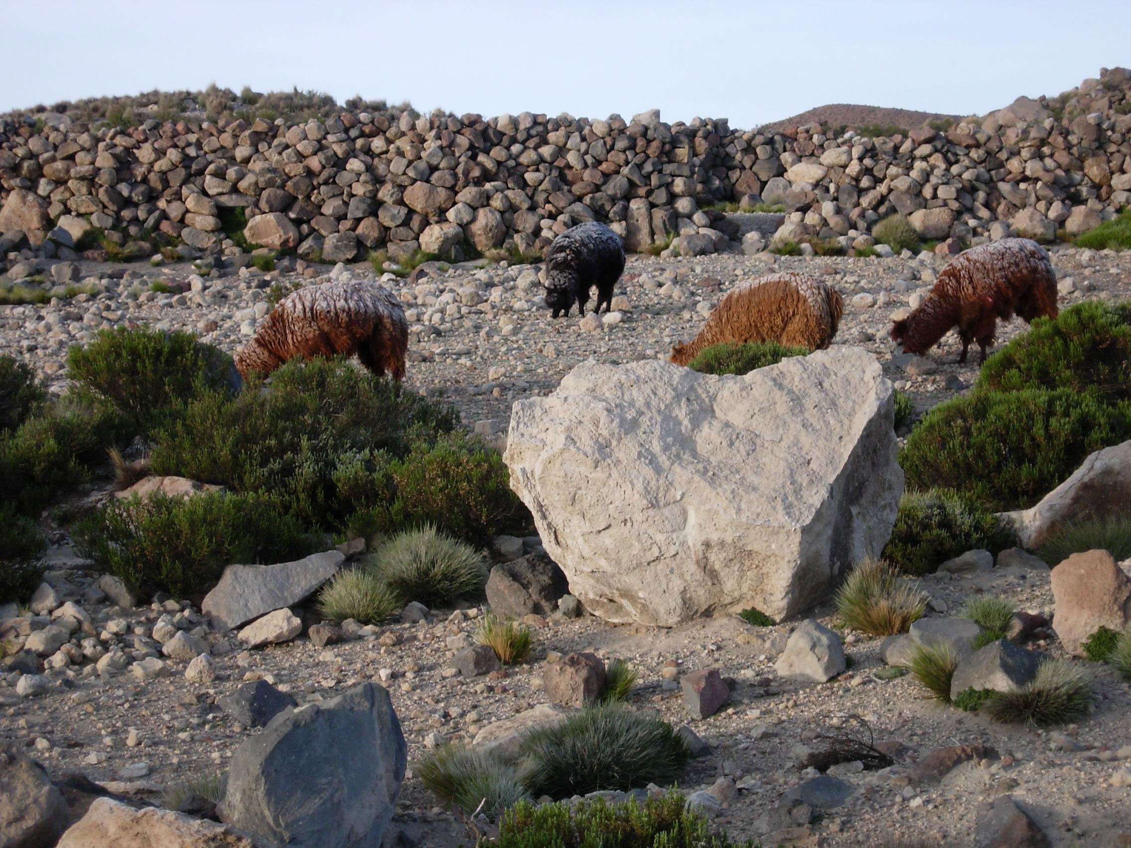 Chile lauca vecunas2