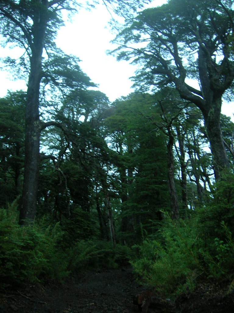 Parque Vallarrica