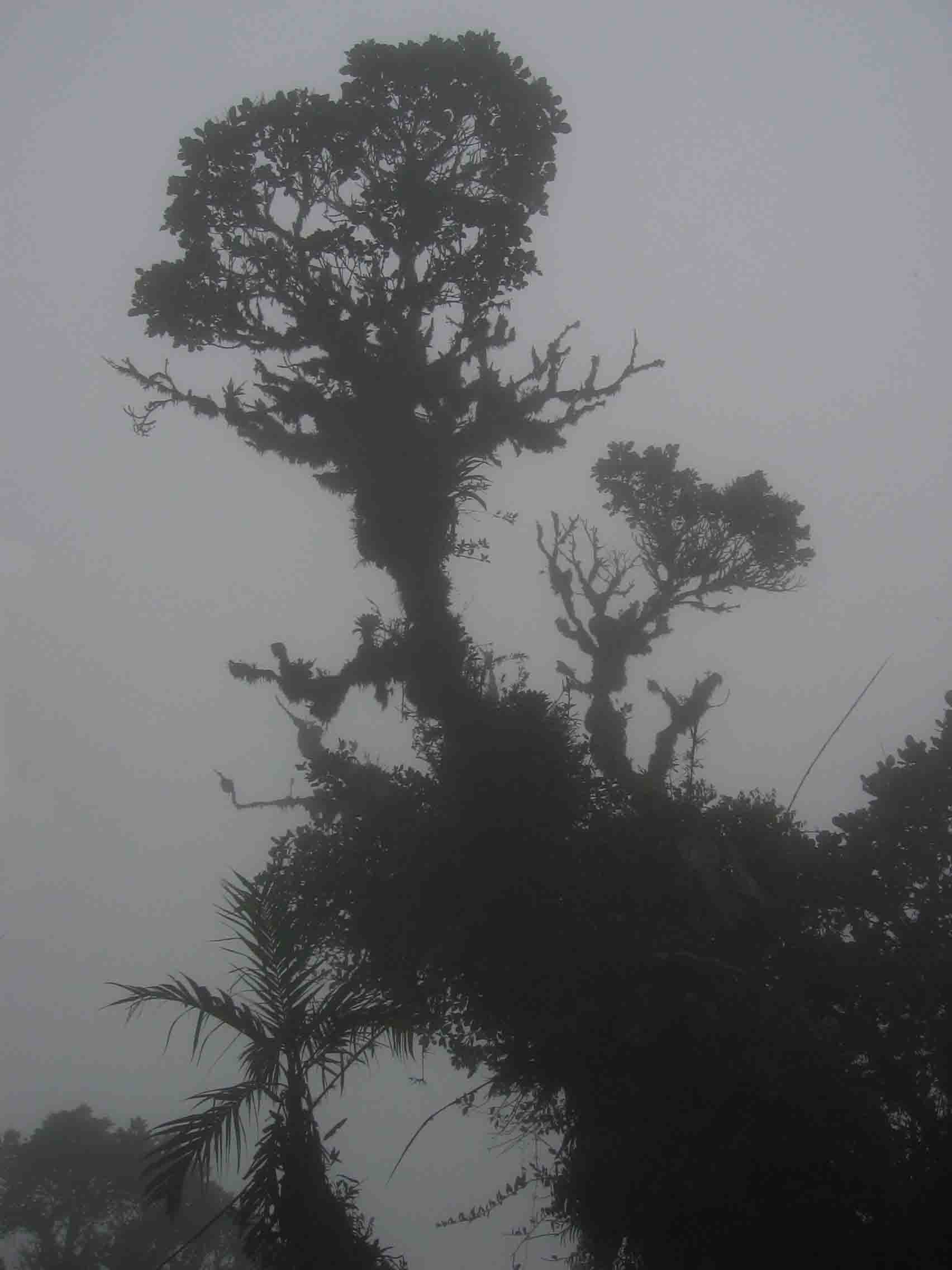 Cloud forest panama 1