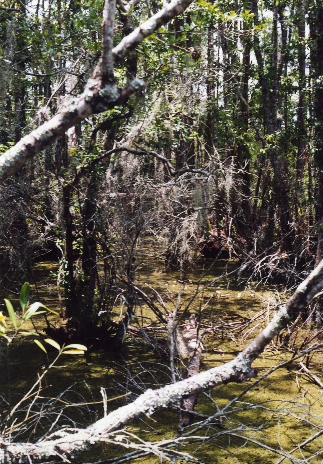 Florida Orlando Everglade